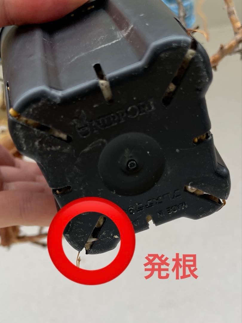 コミフォラ　カタフ　ピュア