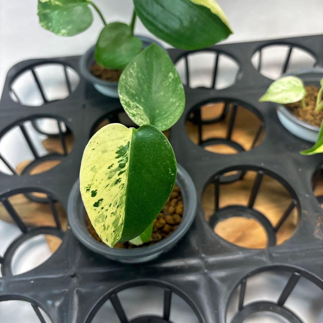 S*T様 5株セットms21【特別選抜】ホワイトモンスター／天津蘭 モンステラ斑