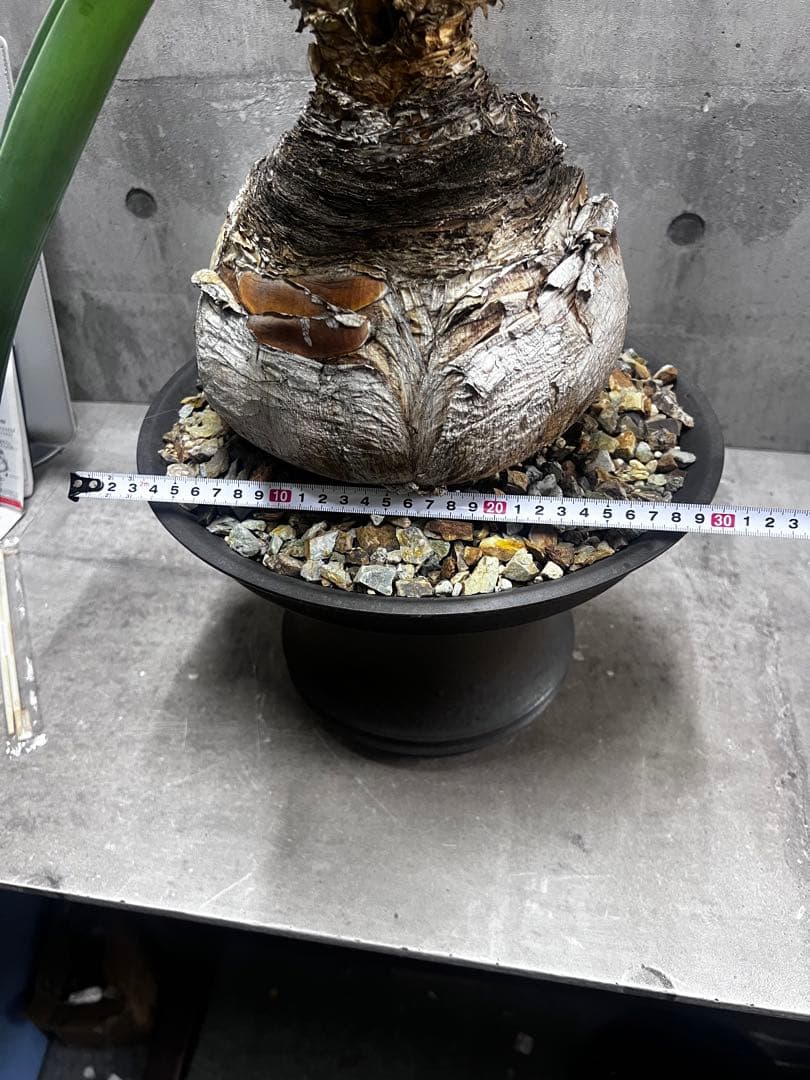 ブーファン　ハエマントイデス　発根済み2頭