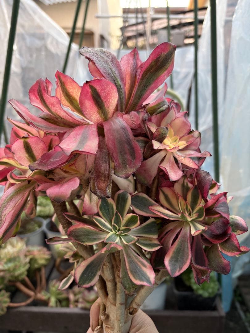 アエオニウム　魅影法師錦