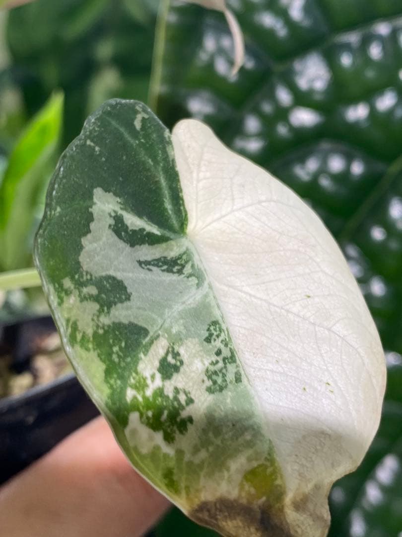 【美しいピンク出ました✨】アロカシア　ブラックベルベット　ピンク　斑入り　希少