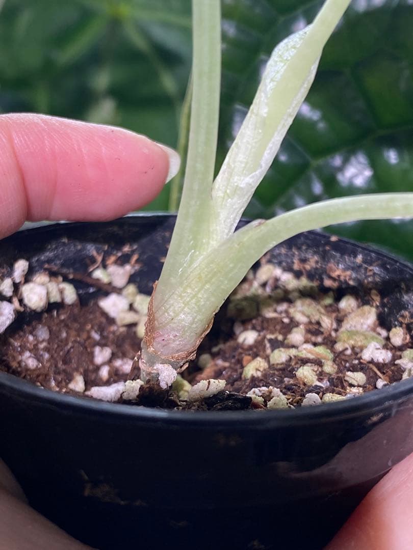 【美しいピンク出ました✨】アロカシア　ブラックベルベット　ピンク　斑入り　希少