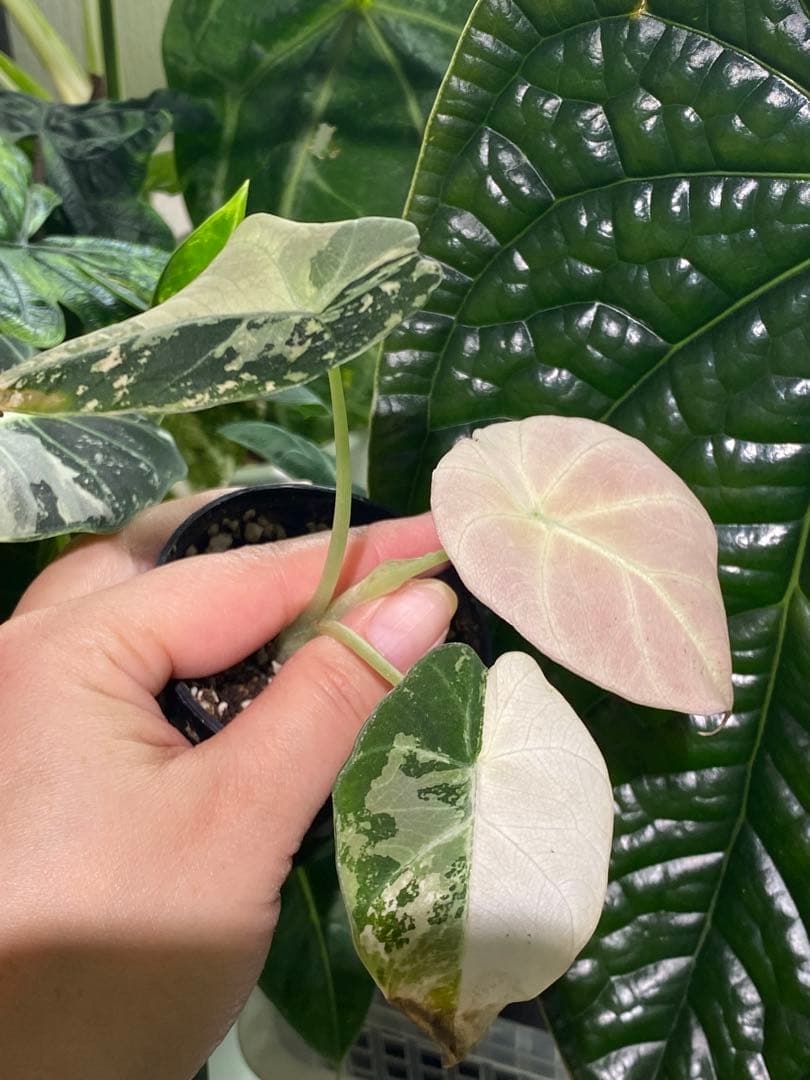 【美しいピンク出ました✨】アロカシア　ブラックベルベット　ピンク　斑入り　希少