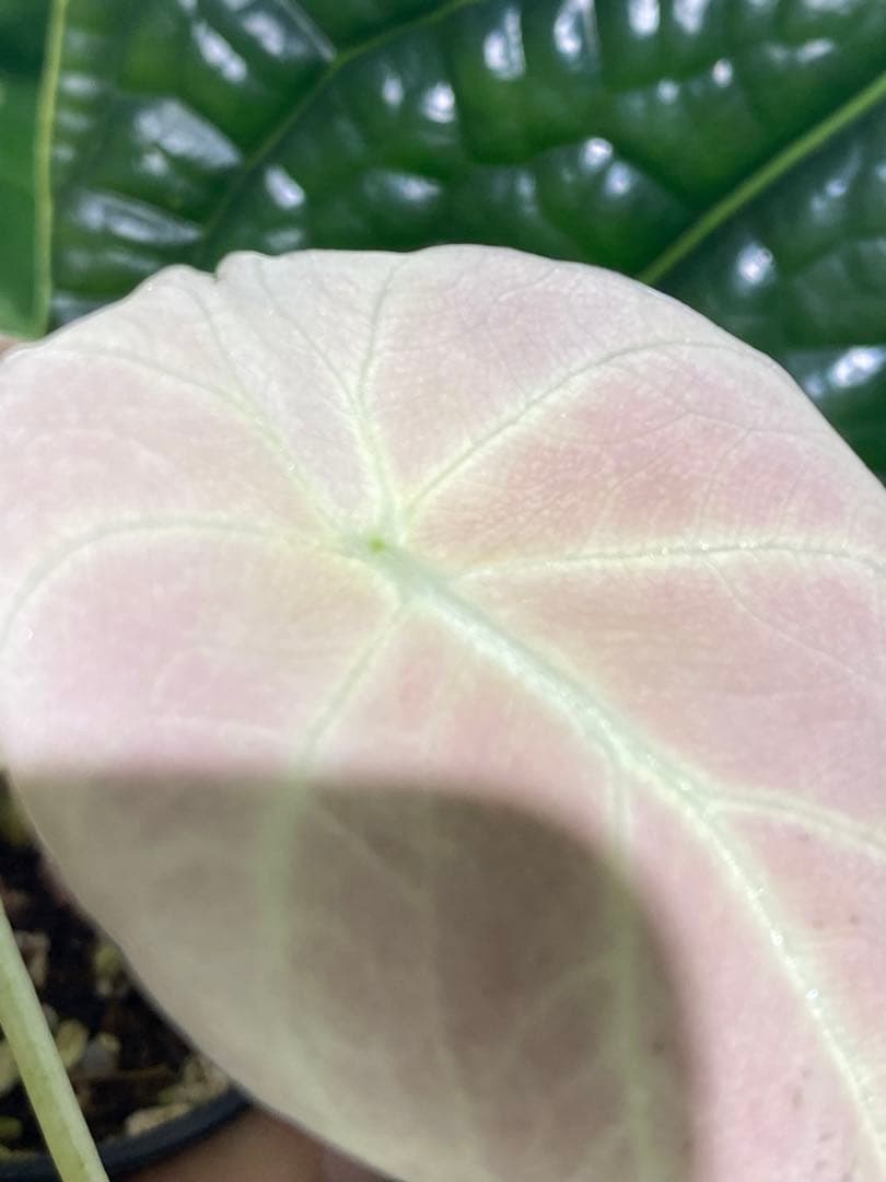 【美しいピンク出ました✨】アロカシア　ブラックベルベット　ピンク　斑入り　希少