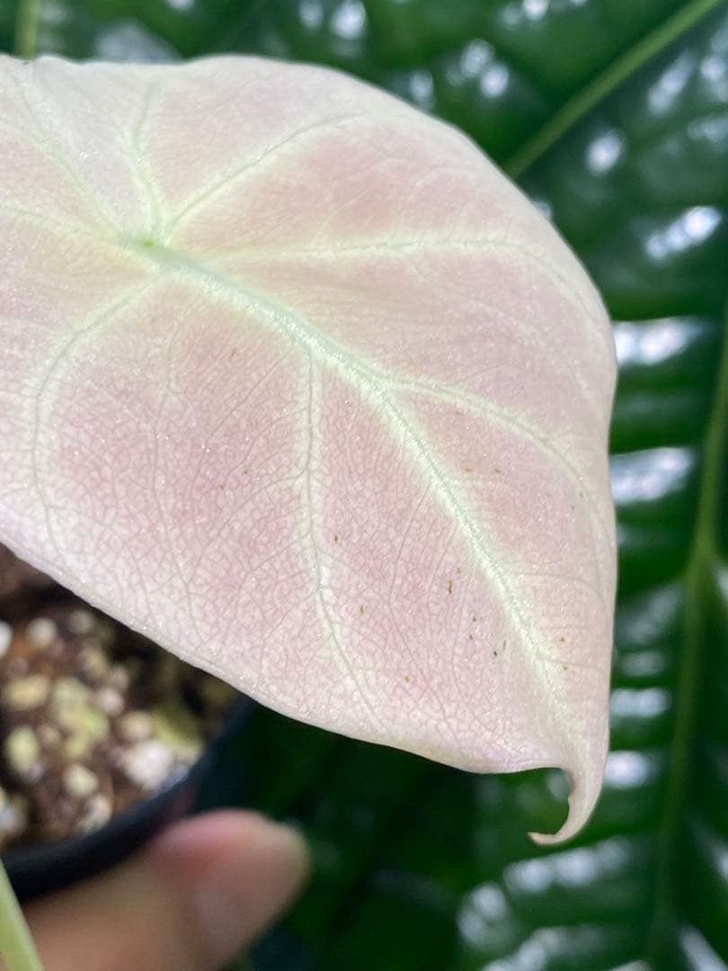 【美しいピンク出ました✨】アロカシア　ブラックベルベット　ピンク　斑入り　希少