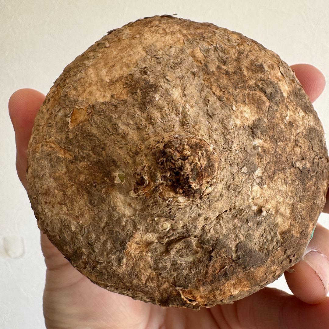 12.アデニア・オバタ 輸入直後ベアルート株　Adenia Ovata