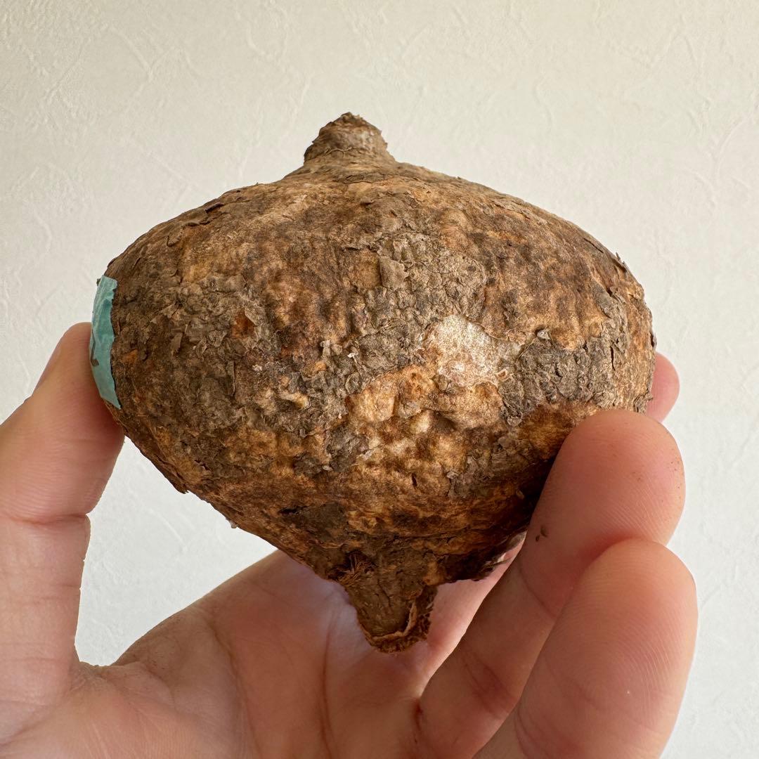 12.アデニア・オバタ 輸入直後ベアルート株　Adenia Ovata