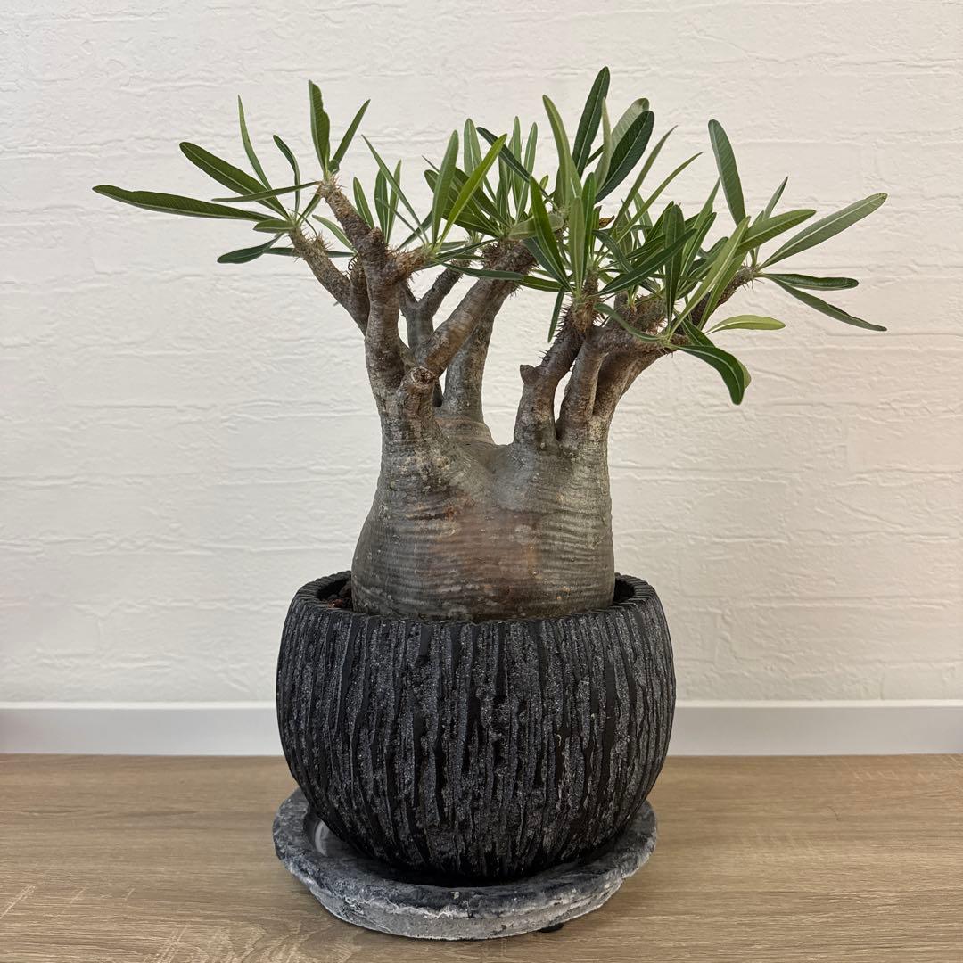 グラキリス　塊根植物 中型 黒い鉢付き