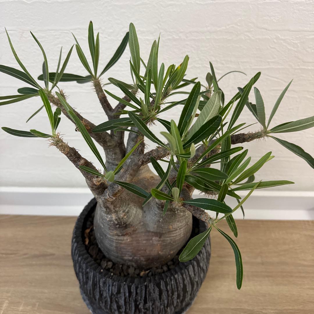 グラキリス　塊根植物 中型 黒い鉢付き