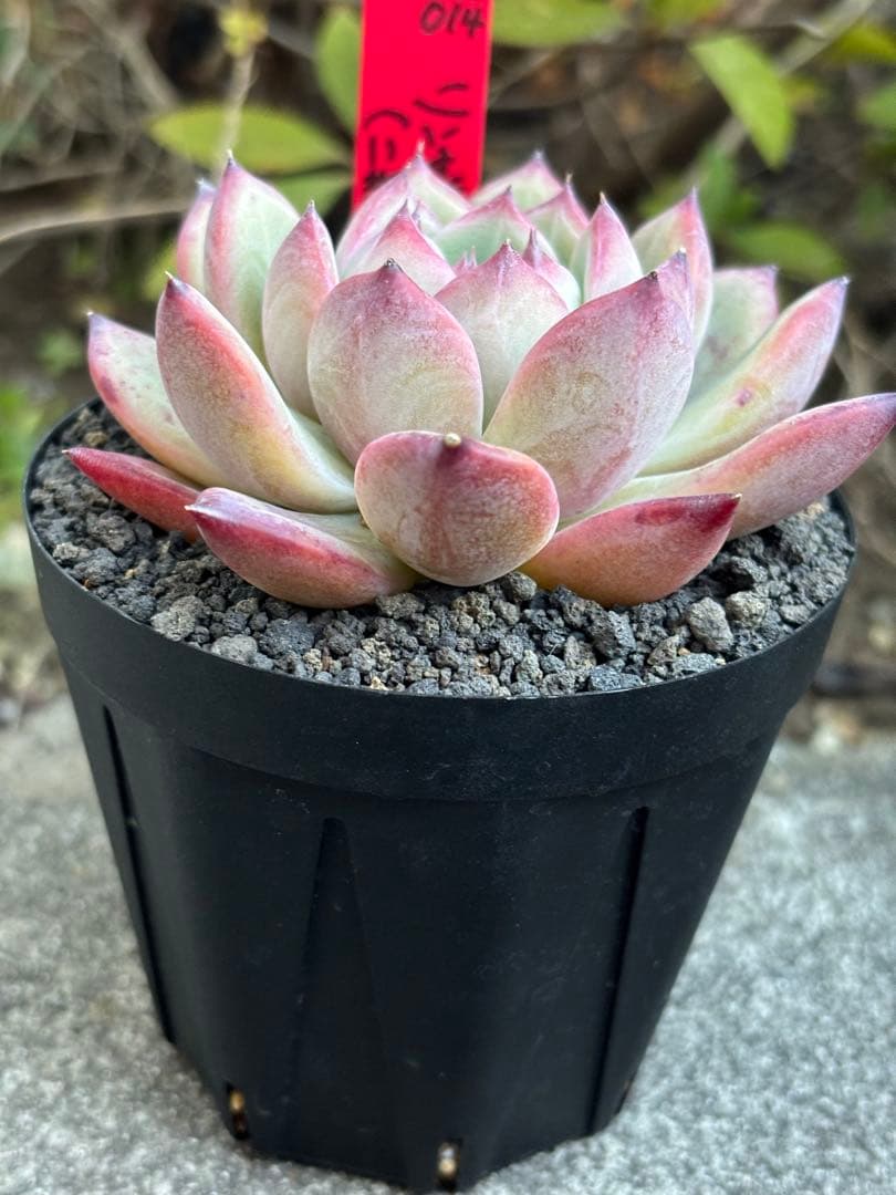 極上株 3号大株 simijimiさん苗 リンゼアナ（二瓶） 赤札 札付き 多肉