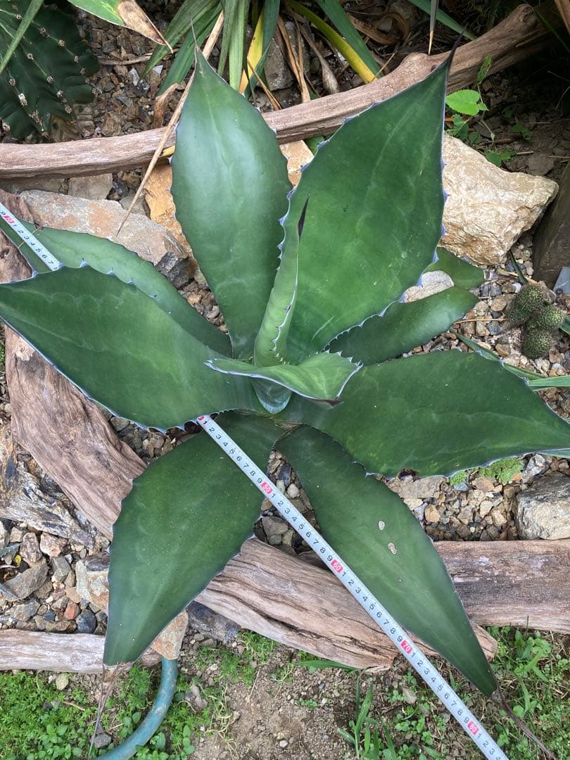 耐寒性アガベ サルミアナフェロックス大株◇ドライガーデン多肉サボテン南国ユッカ