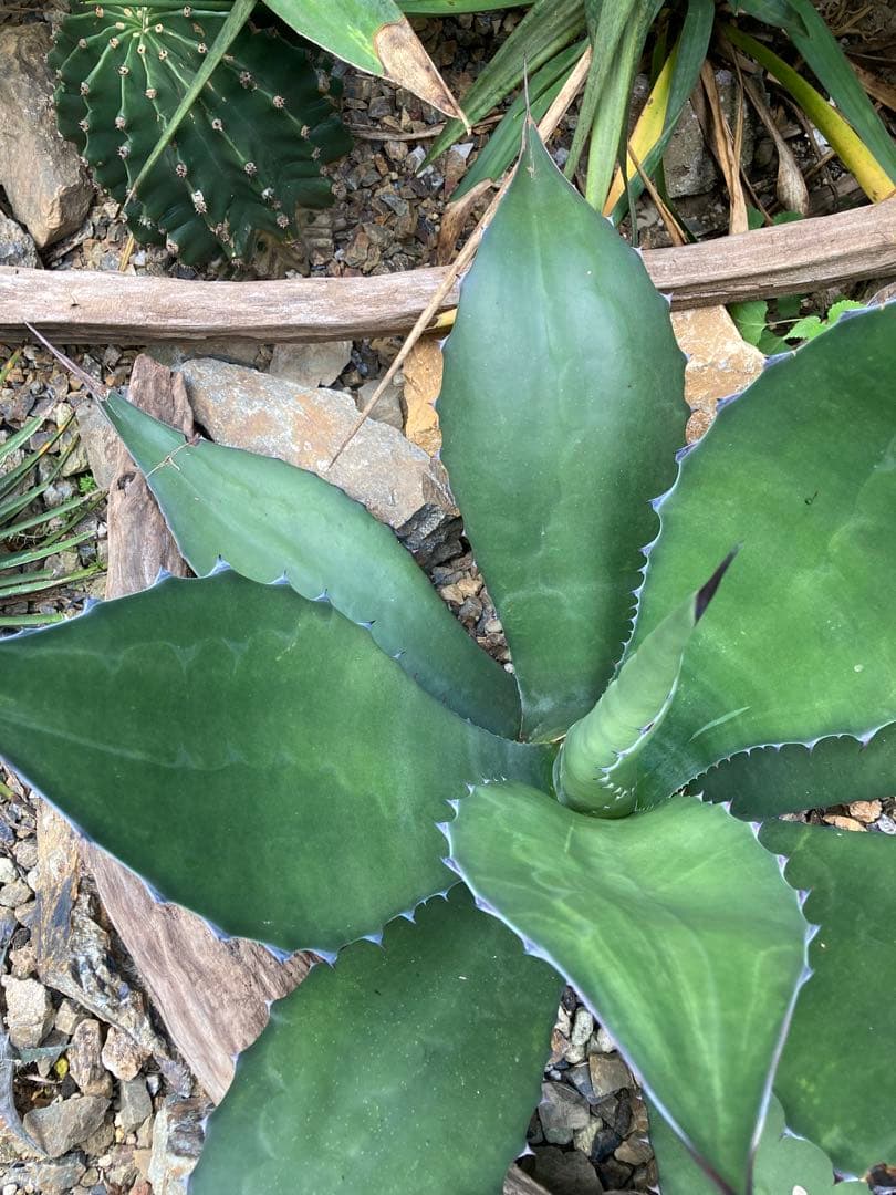 耐寒性アガベ サルミアナフェロックス大株◇ドライガーデン多肉サボテン南国ユッカ