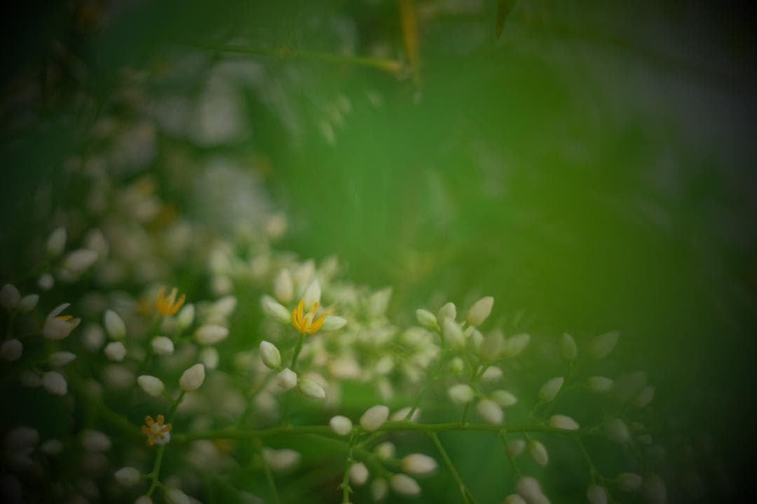 Fujifilm X-E2 ミラーレス本体とバッテリー2個と充電器