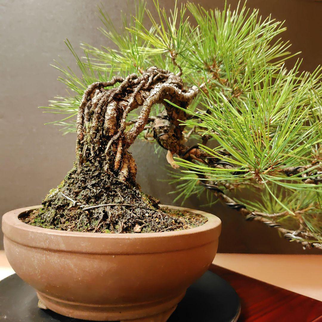 赤松盆栽！