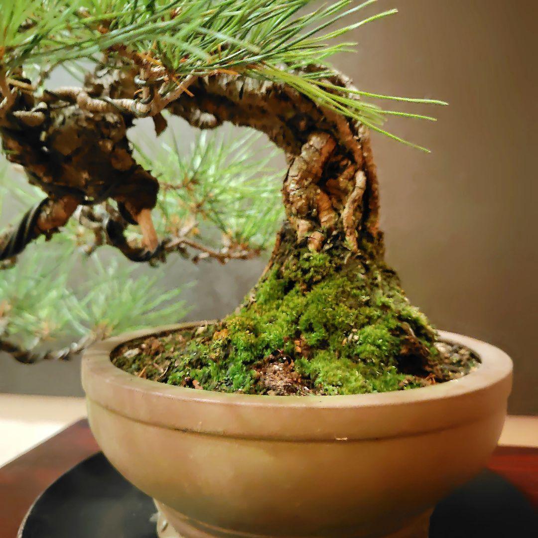 赤松盆栽！