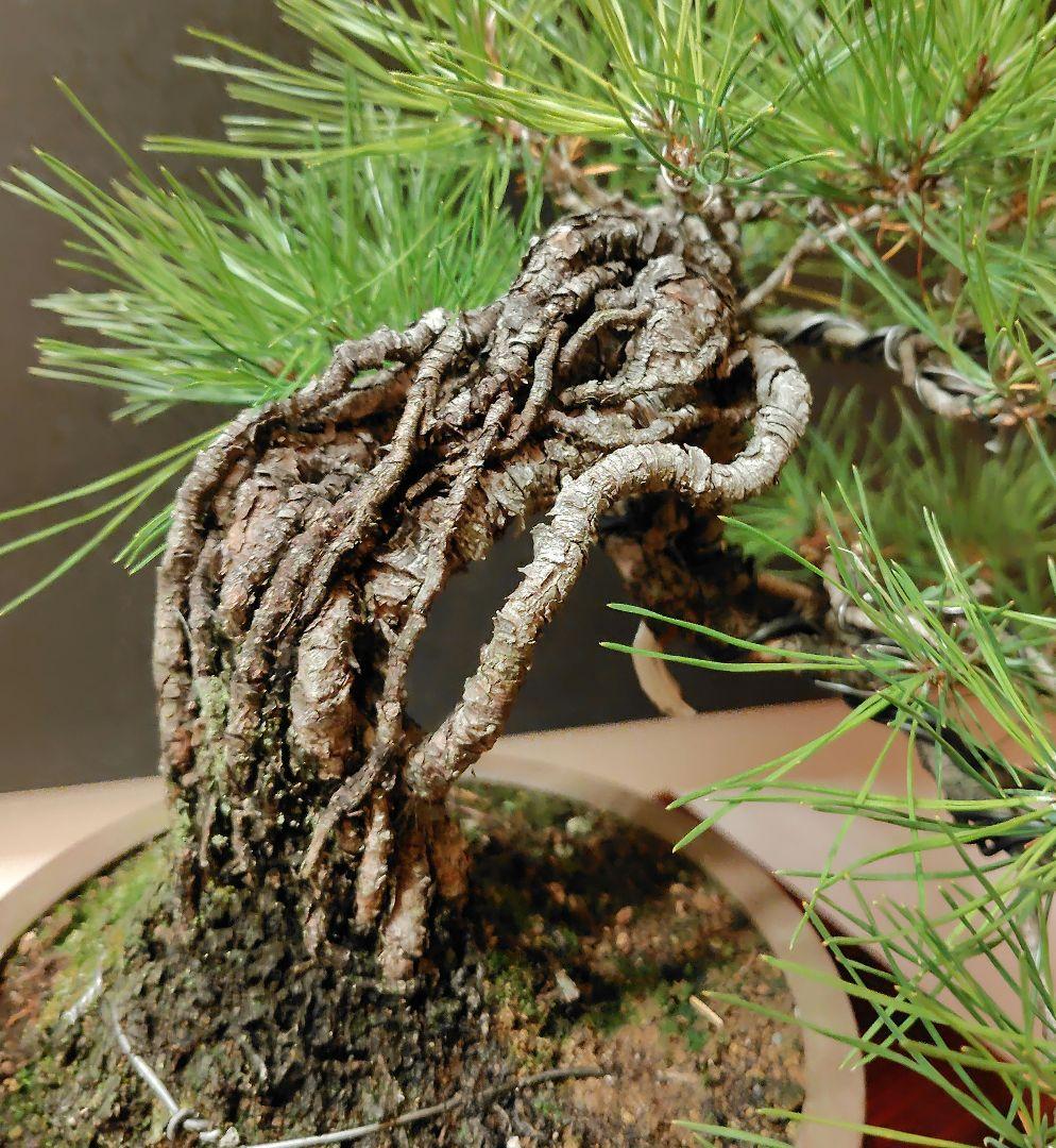 赤松盆栽！