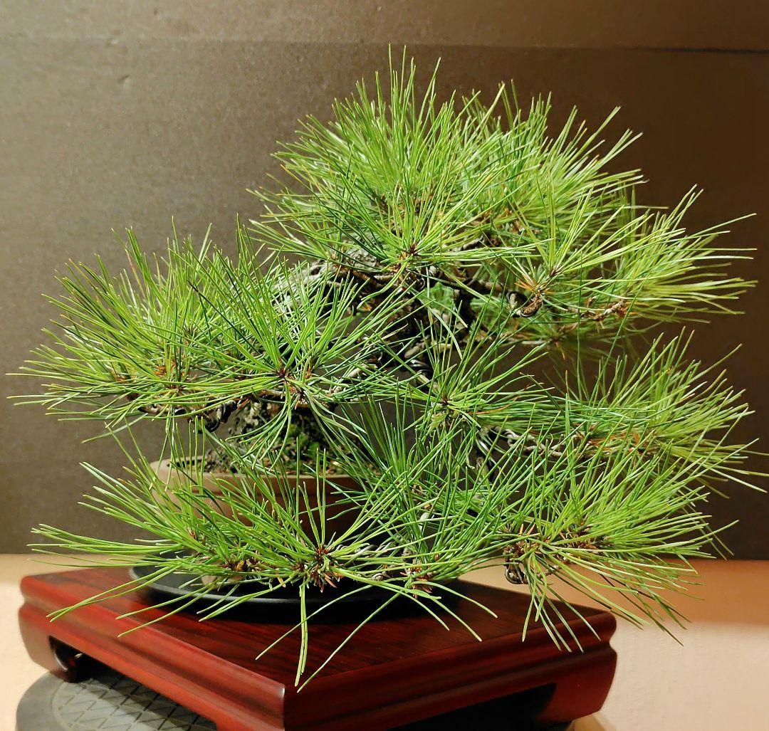 赤松盆栽！