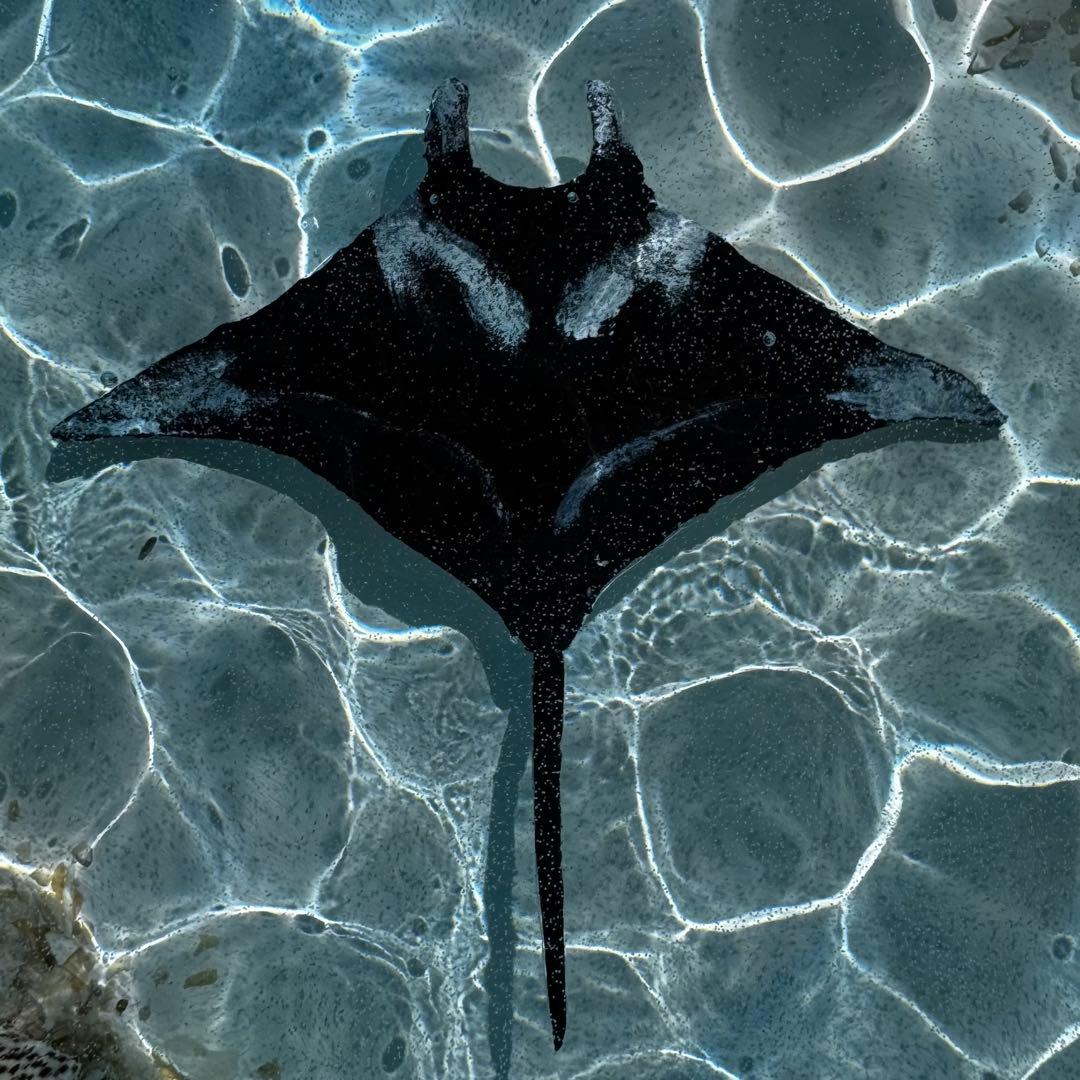 (壁掛け)レジンアート オーシャンアート マンタ 海 アート 波紋