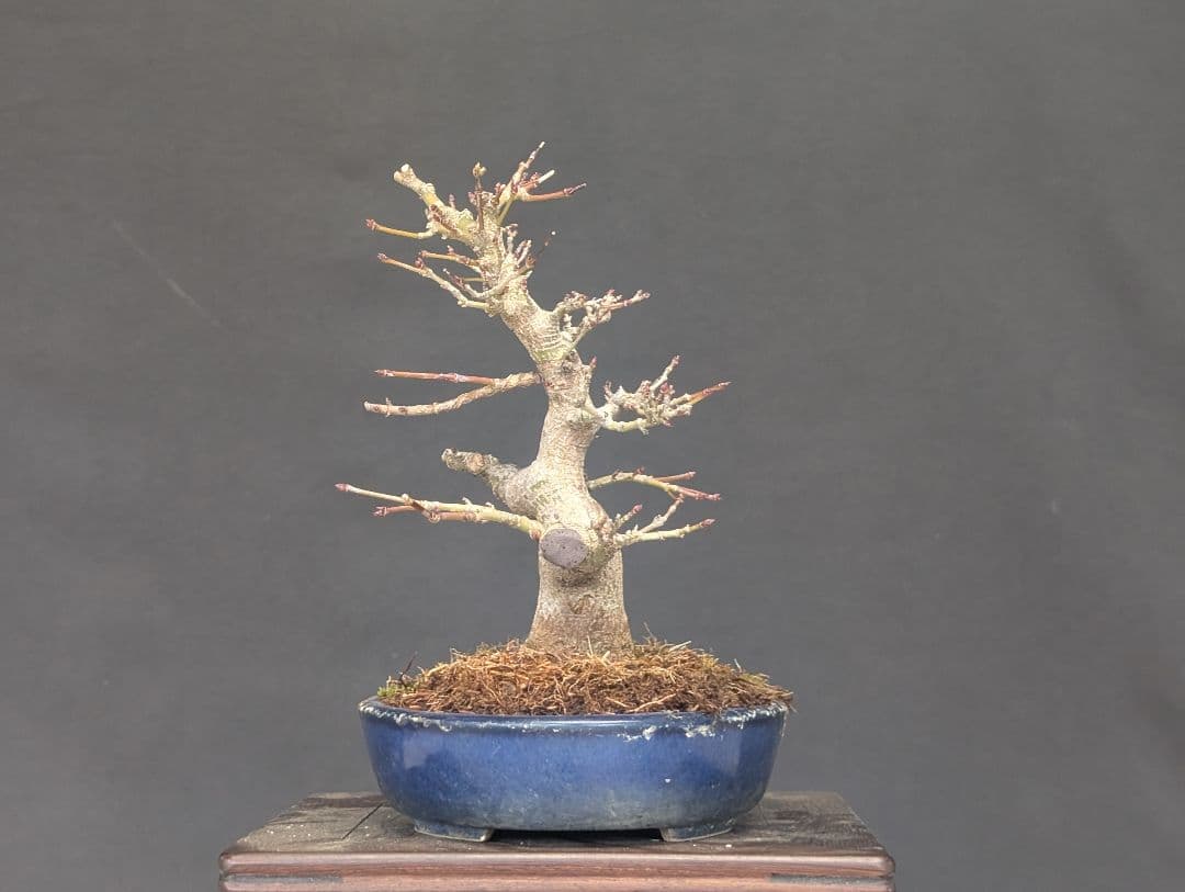 モミジ　もみじ　紅葉　ミニ盆栽　小品盆栽