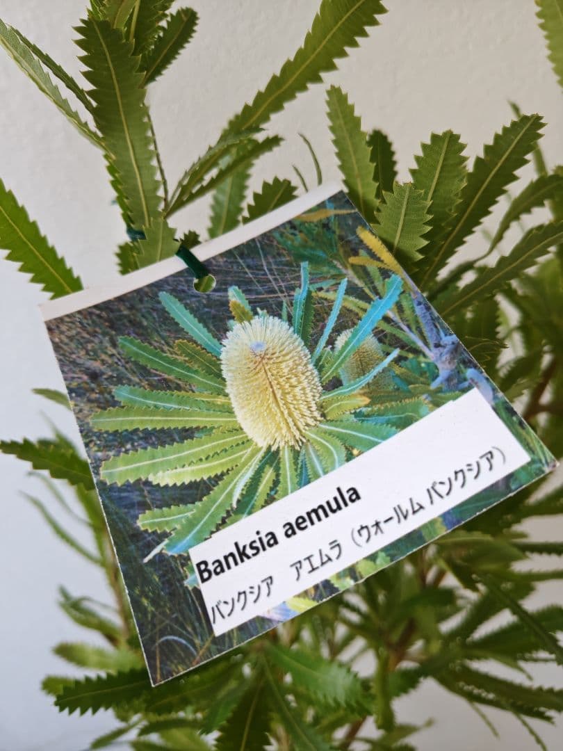 バンクシア　アエムラ