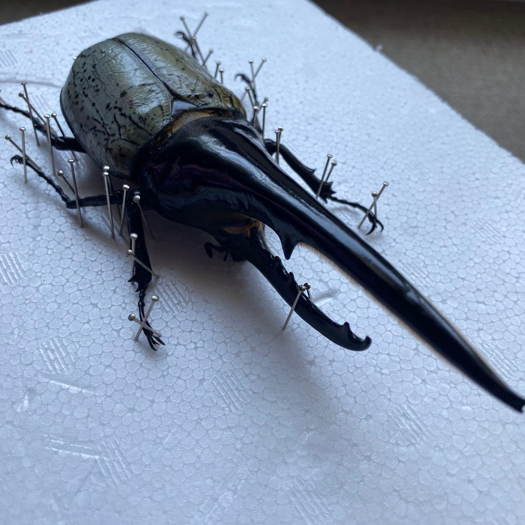 Mondoo　昆虫標本　ヘラクレスオオカブト　ヘラクレスヘラクレス