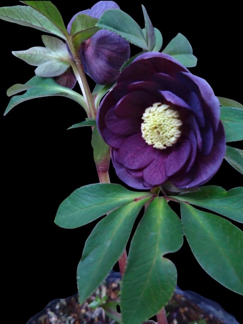 クリスマスローズ　ブルーパープルPowder