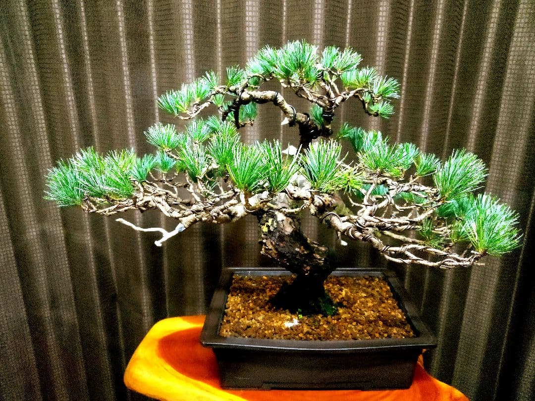 【中品　五葉松盆栽】真柏　　　　⭕2026新春セール品❗ 　　★期間限定価格★