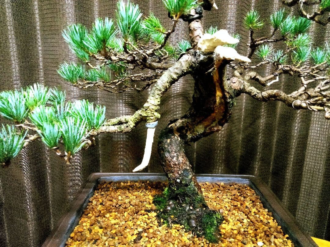 【中品　五葉松盆栽】真柏　　　　⭕2026新春セール品❗ 　　★期間限定価格★