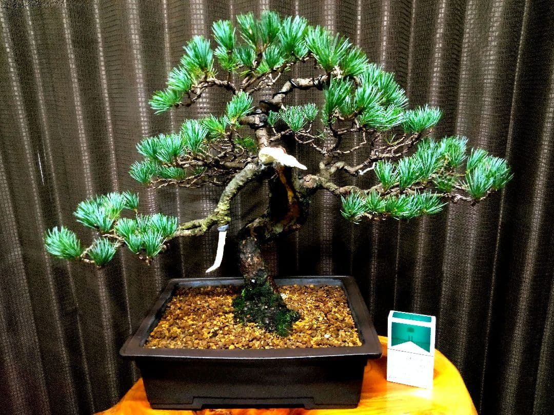 【中品　五葉松盆栽】真柏　　　　⭕2026新春セール品❗ 　　★期間限定価格★