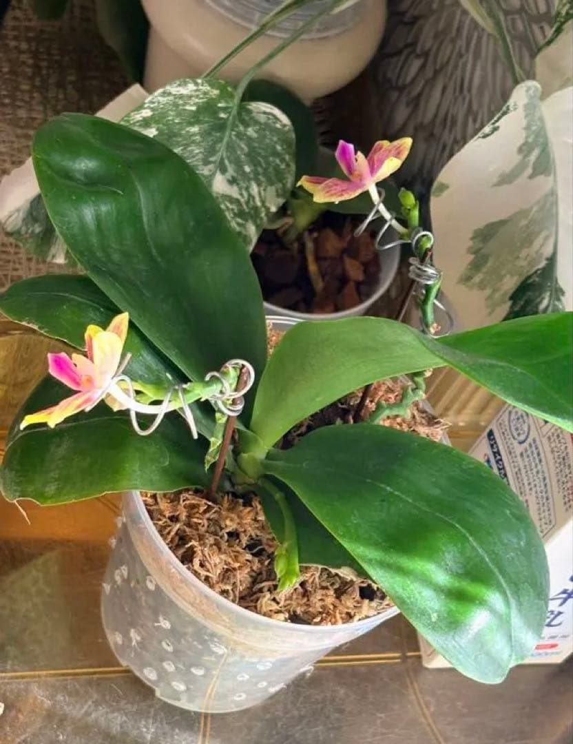 【希少・大株】胡蝶蘭　花茎3本 開花中 つぼみ付き ファレノプシス 原種交配種