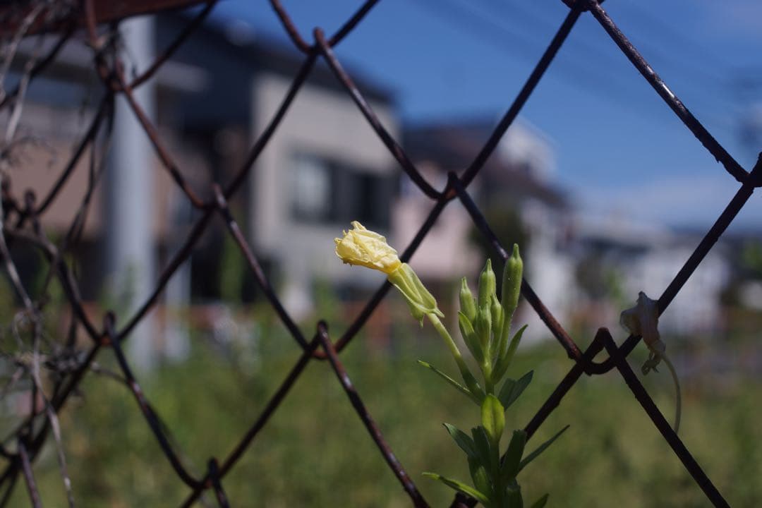 ヤシカ　ML 35mm f2.8 ヤシカコンタックス用　作例あり