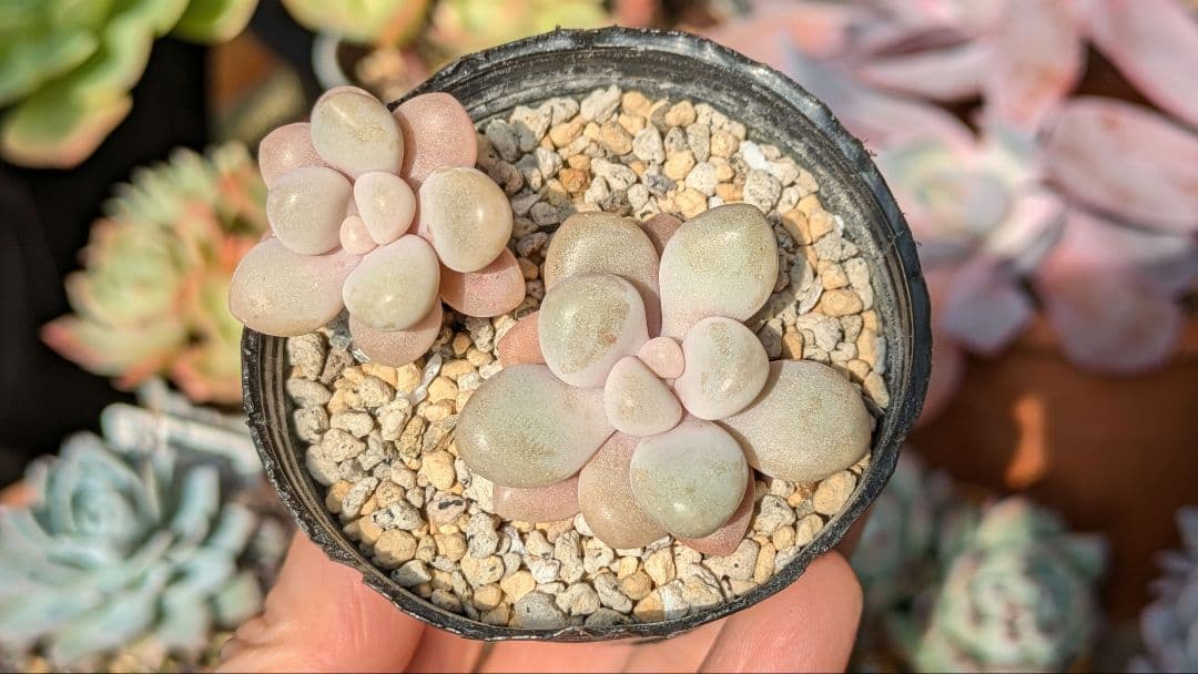 エレン カット苗 グラプトベリア 多肉植物