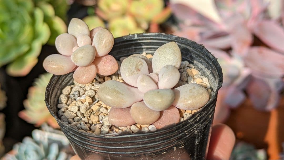 エレン カット苗 グラプトベリア 多肉植物