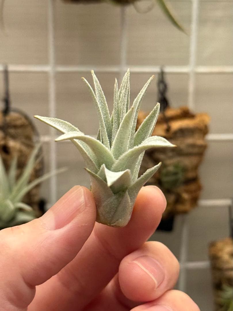 u*a様 Tillandsia gardneri var. rupicola 幅