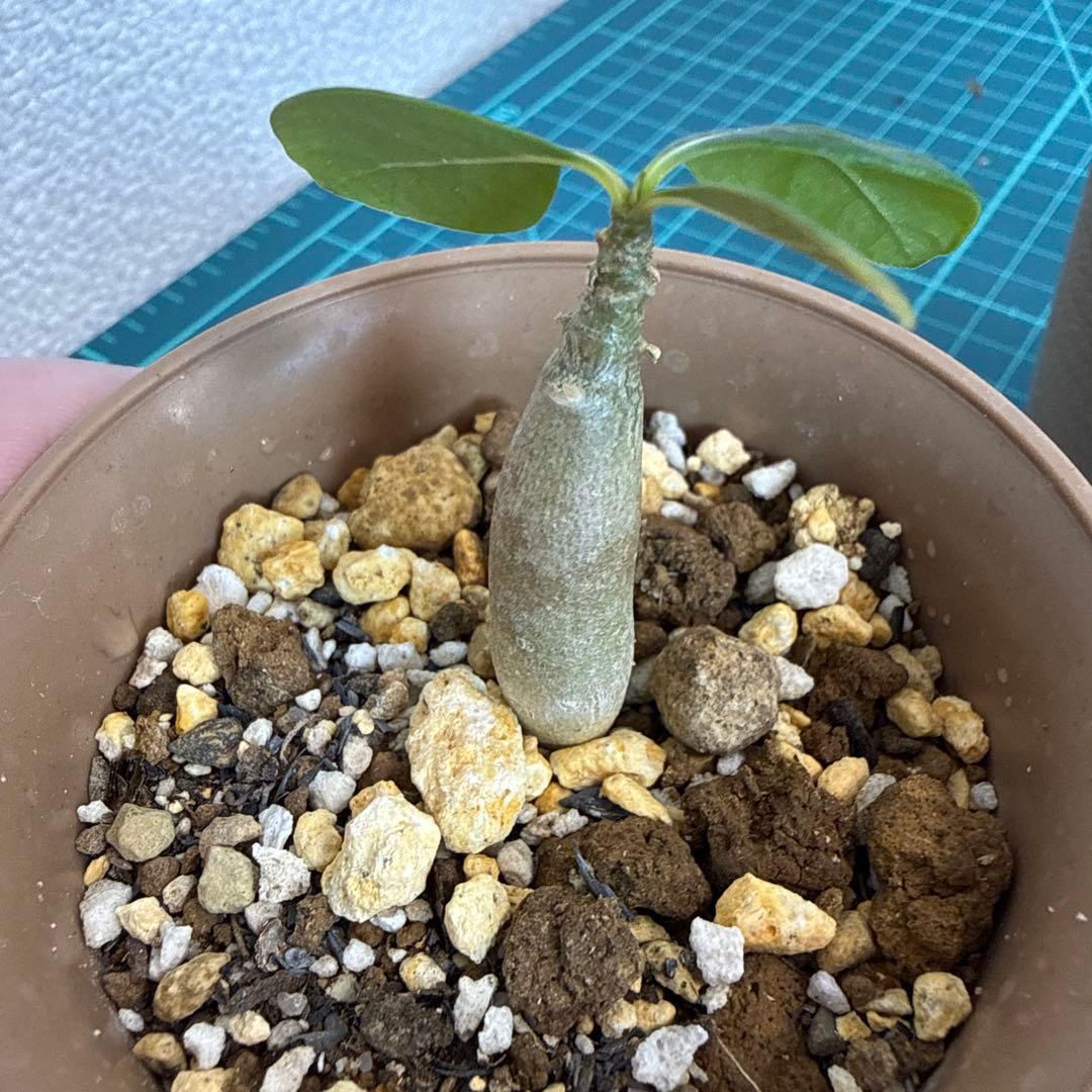 アデニウム ソコトラナム (EU輸入株) ミニ 2株