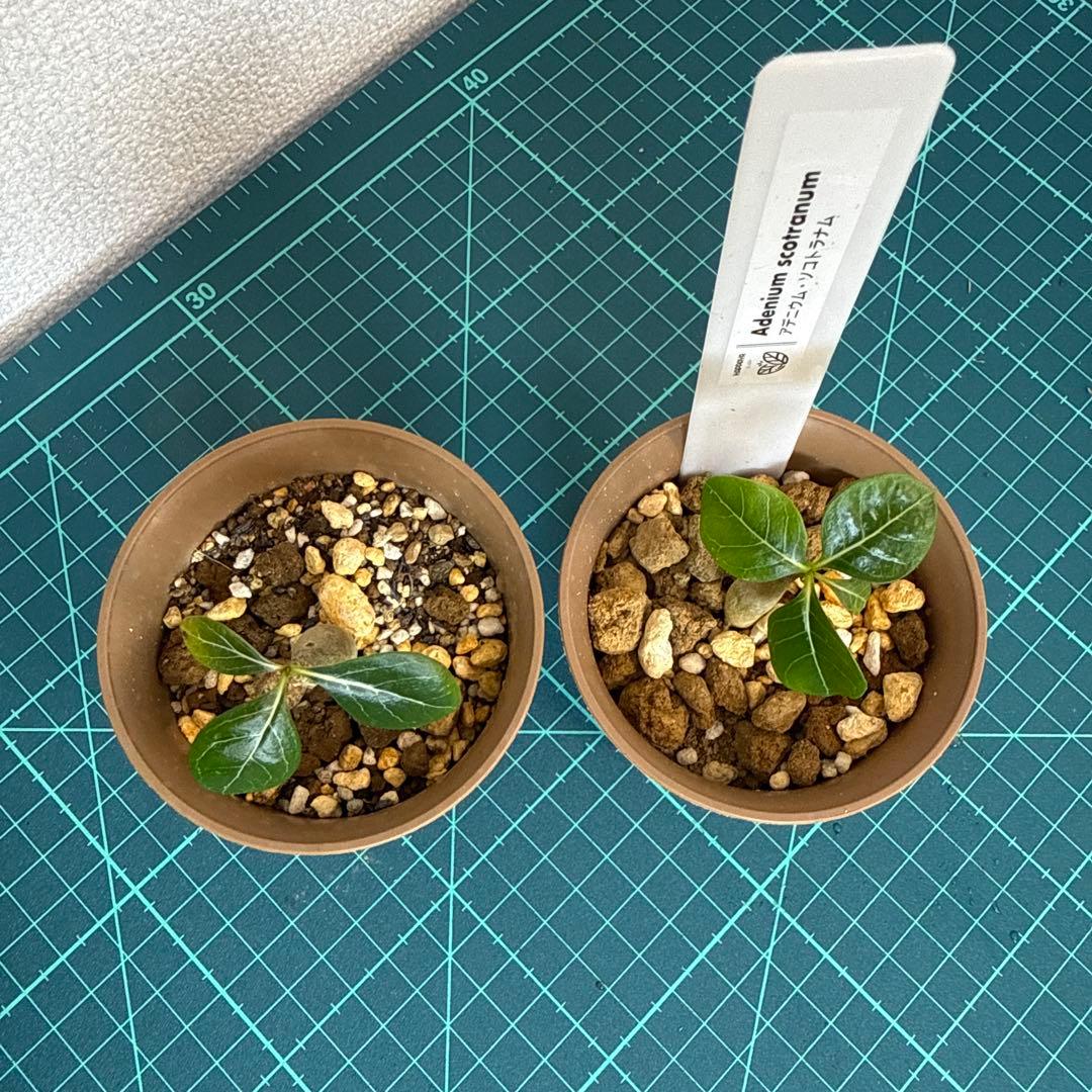 アデニウム ソコトラナム (EU輸入株) ミニ 2株