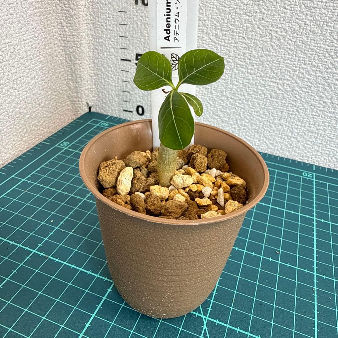 アデニウム ソコトラナム (EU輸入株) ミニ 2株