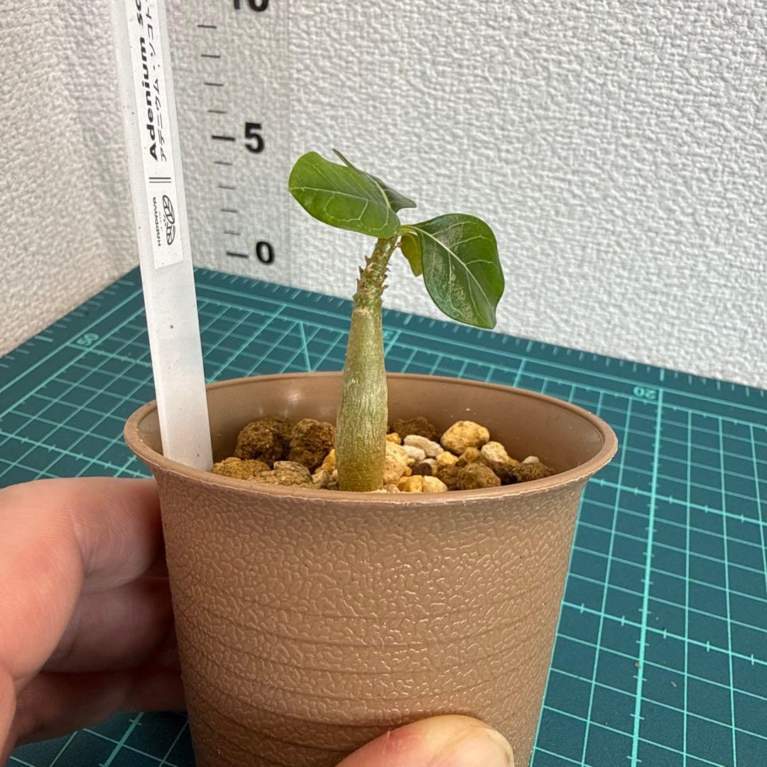 アデニウム ソコトラナム (EU輸入株) ミニ 2株
