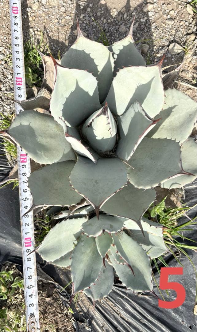 確認用　アガベ　吉祥天