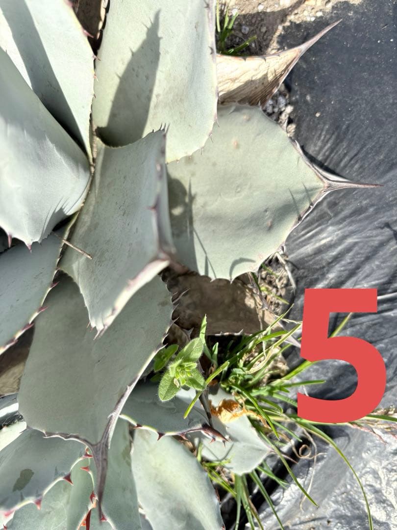 確認用　アガベ　吉祥天