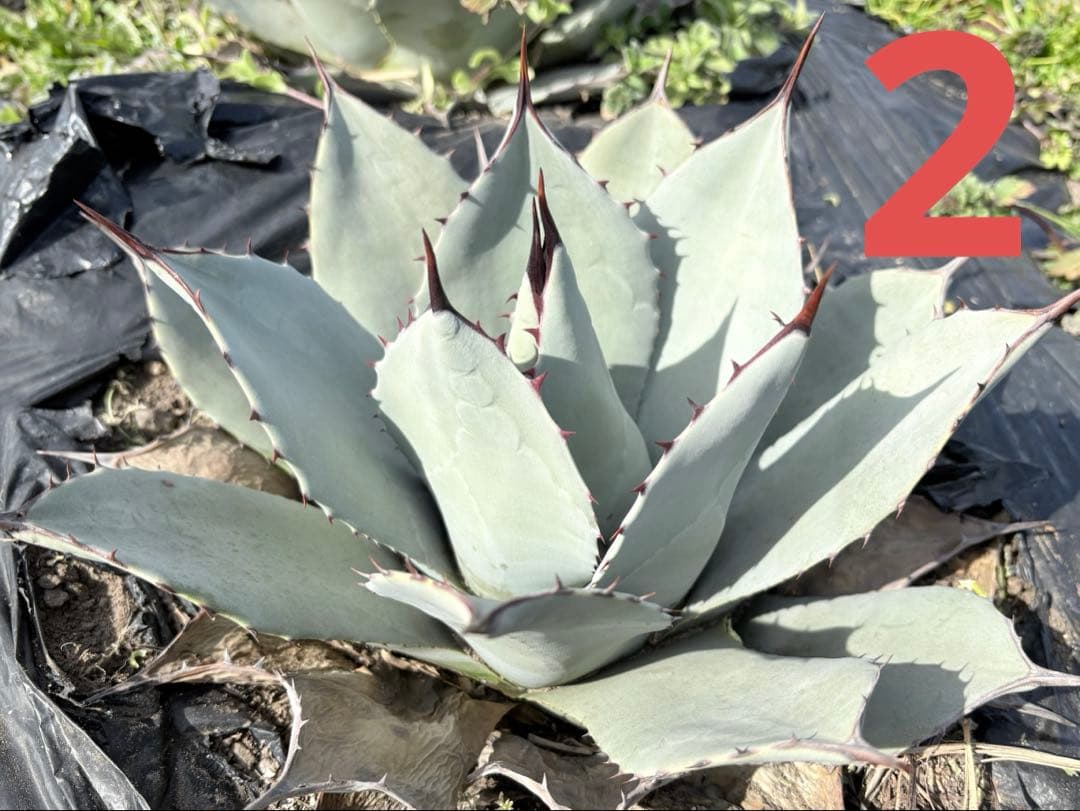 確認用　アガベ　吉祥天