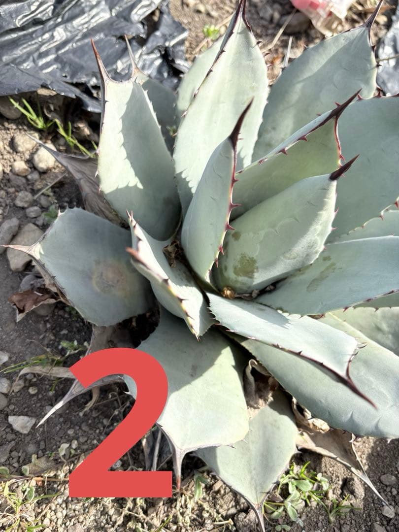 確認用　アガベ　吉祥天