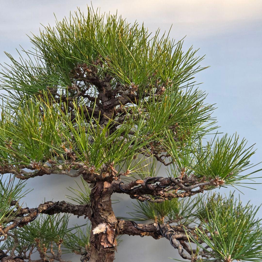 黒松　[模様木]　大品盆栽