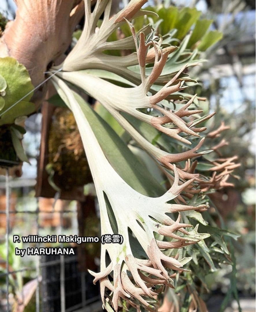 ビカクシダ P. willinckii Makigumo (pup)