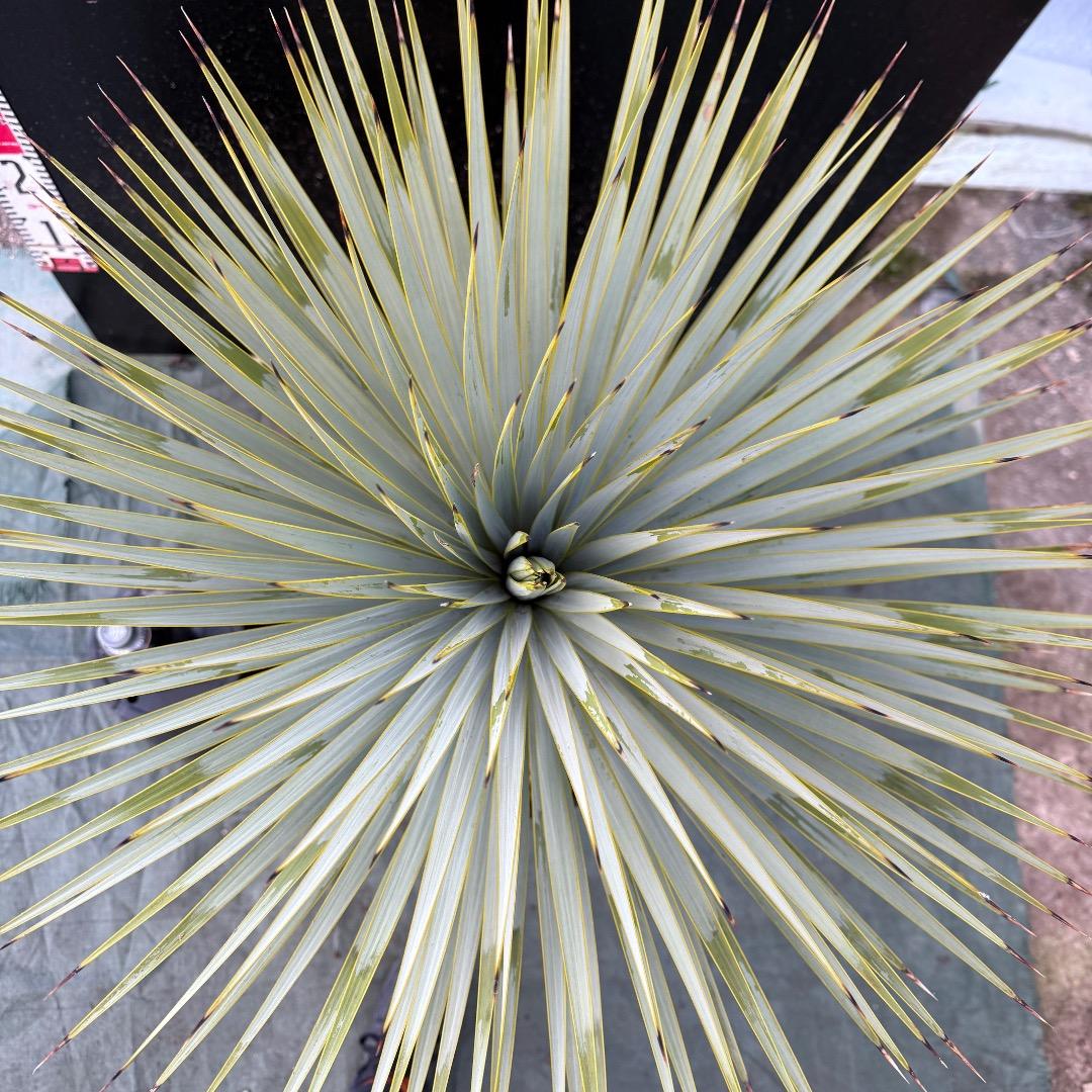 【AL1101】ユッカ　ロストラータ　超美形