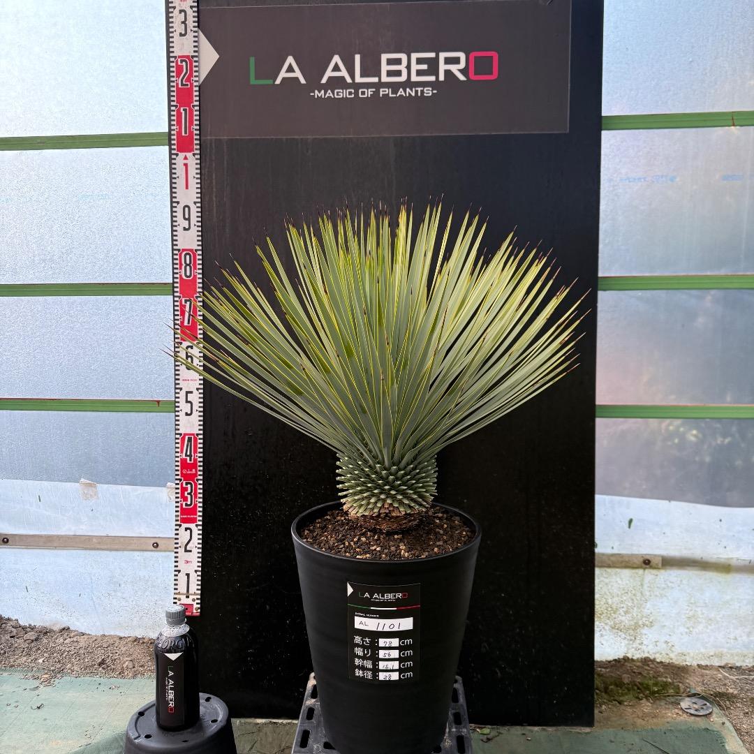 【AL1101】ユッカ　ロストラータ　超美形