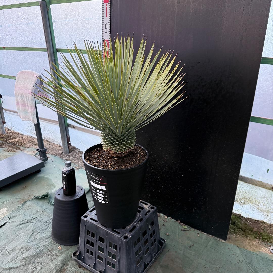 【AL1101】ユッカ　ロストラータ　超美形