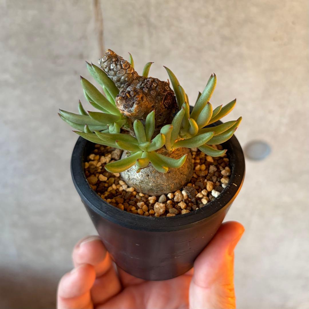 チレコドン ペアルソニー