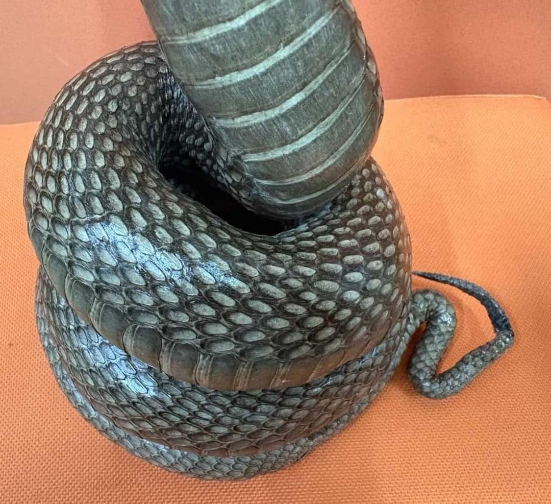 貴重！ ジャワコブラの剥製