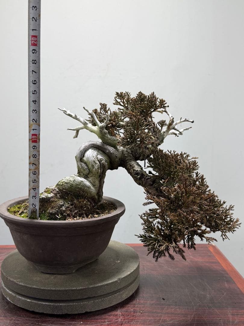 【ガチ盆栽】真柏　シャリ幹　天ジン